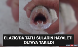 Elazığ'da Tatlı Suların Hayaleti Oltaya Takıldı