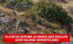 Elazığ'da Koruma Altındaki Dağ Keçileri Sürü Halinde Görüntülendi