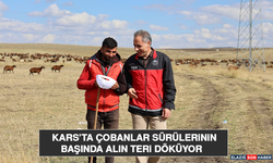 Kars’ta Çobanlar Sürülerinin Başında Alın Teri Döküyor