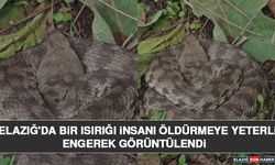 Elazığ'da Bir Isırığı İnsanı Öldürmeye Yeterli Engerek Görüntülendi