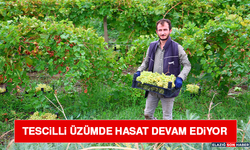 Tescilli Üzümde Hasat Devam Ediyor