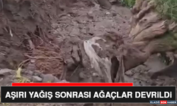 Aşırı Yağış Sonrası Ağaçlar Devrildi