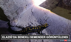 Elazığ’da Benekli Semender Görüntülendi