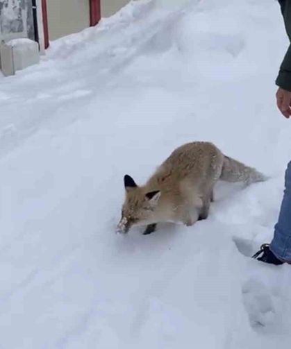 Bingöl'de aç kalan kızıl tilki şehir merkezine indi