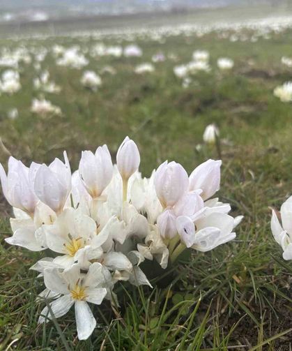 Bingöl'de baharın habercisi kardelenler yüzünü gösterdi
