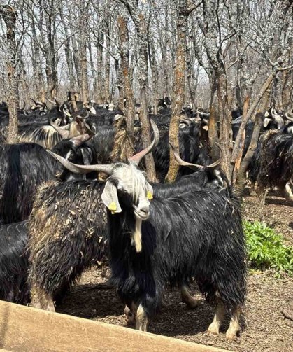 Bingöl'de soğuklar yaylaya çıkışı geciktirdi: Hayvanlar besiye alındı