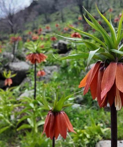 Bingöl'de ters laleler görsel şölen sunuyor: Koparmanın cezası 700 bin TL