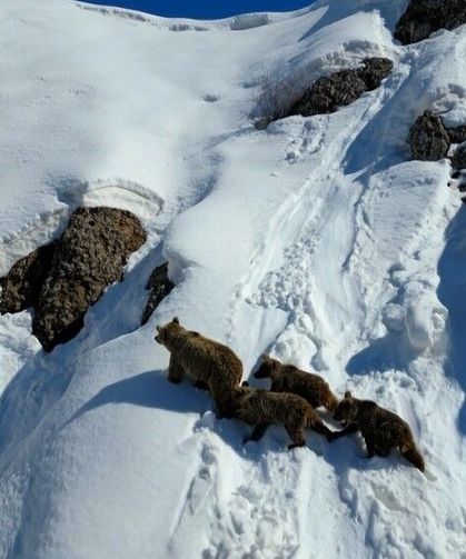 Kış uykusundan uyanan ayılar karla karşılaştı: O anlar dron ile görüntülendi