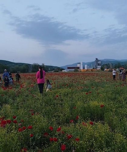 Bingöl'de doğal oluşan gelincik tarlası vatandaşların ilgi odağı oldu