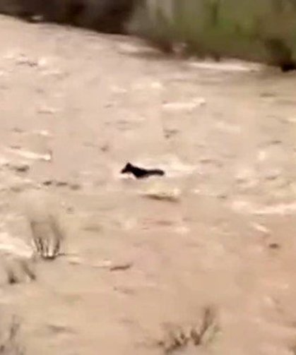Bingöl'de sel sularına kapılan at ölümden döndü