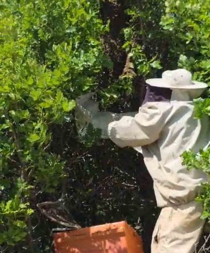 Bingöl'de kovandan firar eden binlerce arı meşe ağacına oğul verdi