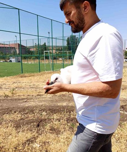 Defalarca yuvadan düşen yavru leylek doğaya bırakıldı