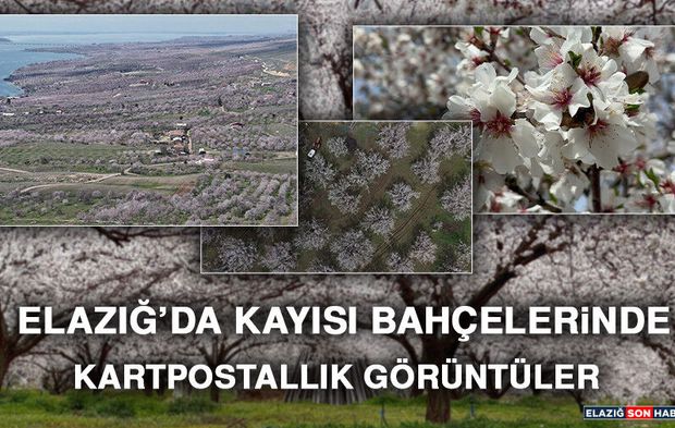 Elazığ’da Kayısı Bahçelerinde Kartpostallık Görüntüler