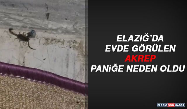 Elazığ’da Evde Görülen Akrep Paniğe Neden Oldu