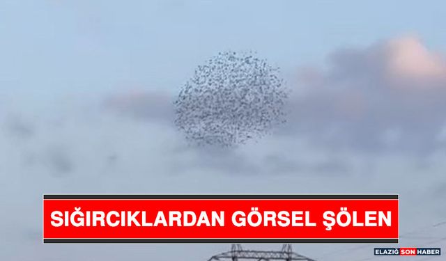 Sığırcıklardan Görsel Şölen