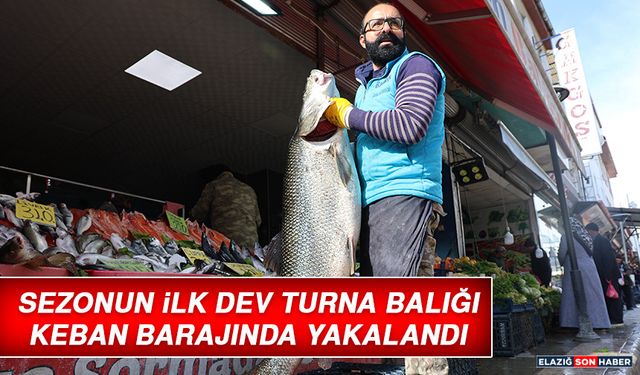 Sezonun İlk Dev Turna Balığı Keban Barajında Yakalandı