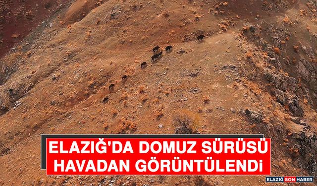 Elazığ'da Domuz Sürüsü Havadan Görüntülendi