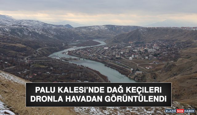 Palu Kalesi'nde Dağ Keçileri Dronla Havadan Görüntülendi