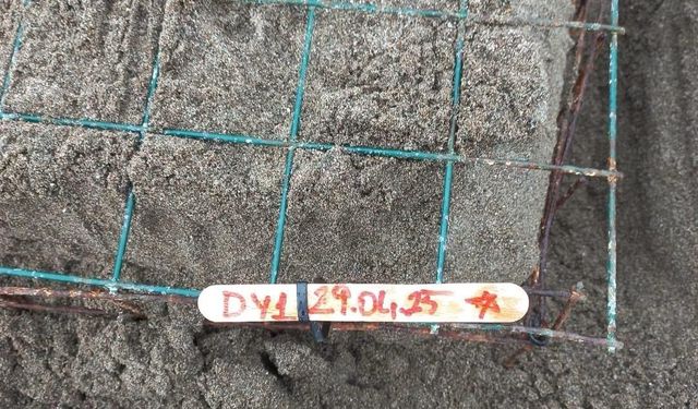 Muğla'da caretta carettalar İztuzu sahiline yumurta bırakmaya başladı