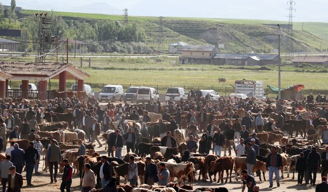 Ağrı Hayvan Borsası'nda kurbanlık hareketliliği başladı