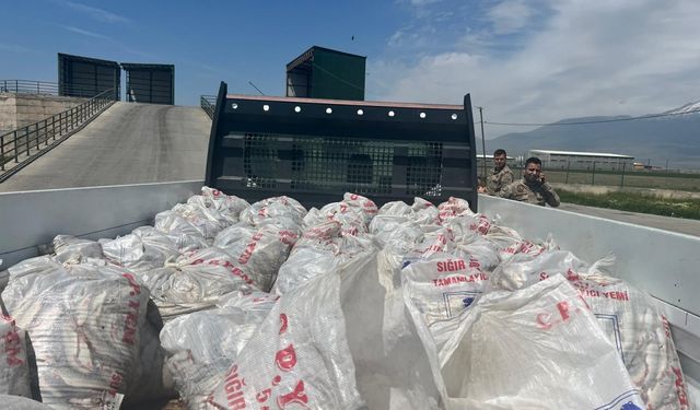 Ağrı'da 2 ton inci kefali ele geçirildi