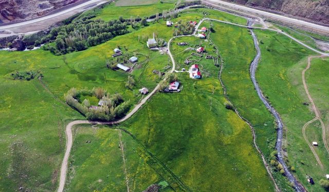 Ağrı'da baharın gelişiyle dağlarda rengarenk çiçekler açtı