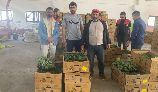 Ağrı'da çiftçilere 147 bin sebze fidesi dağıtıldı