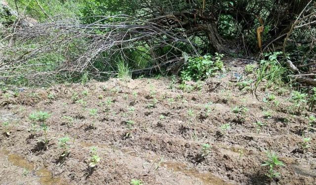 Bingöl’de 330 kök kenevir ele geçirildi
