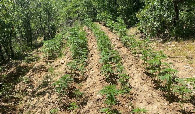 Bingöl’de 4 bin 763 kök kenevir ele geçirildi