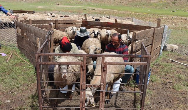 Erzincan'ın AB tescili alan tulum peyniri yaylada doğal yöntemle üretiliyor