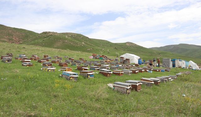 Ordulu üç kardeş Ağrı'nın dağlarında omuz omuza bal üretiyor