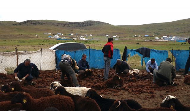 Ağrı yaylalarında binlerce küçükbaş el birliğiyle kırkılıyor