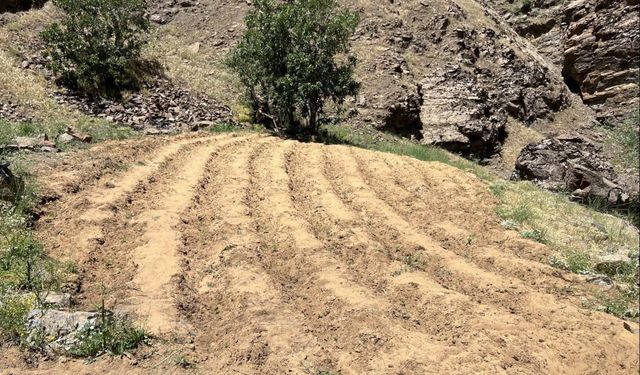 Bingöl'de 2 bin 900 kök Hint keneviri ele geçirildi
