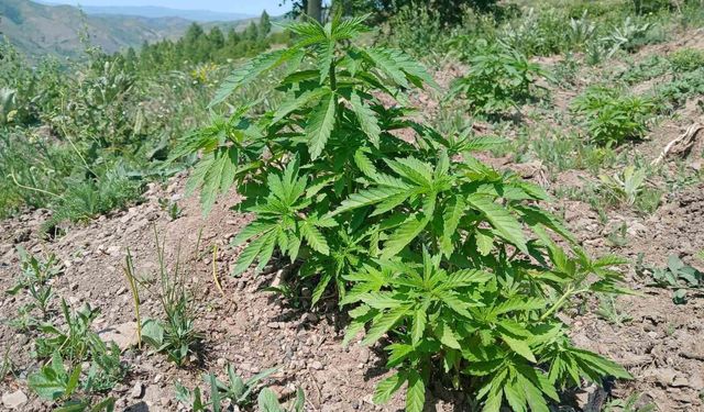 Bingöl’de kenevir ve kaçak tütün ele geçirildi