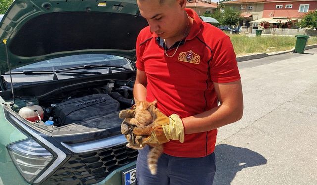 Erzincan’da otomobilin motor bölümüne sıkışan kedi yavrularını itfaiye kurtardı