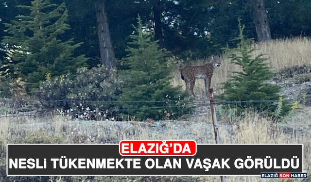 Elazığ’da Nesli Tükenmekte Olan Vaşak Görüldü