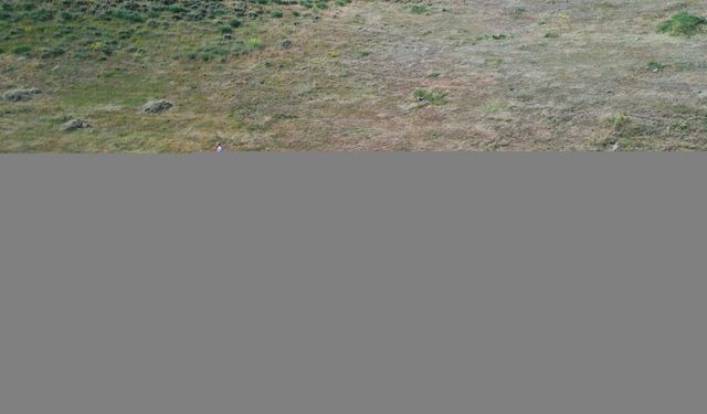 Ağrı'da dağlık bölgelerdeki araziler asırlık tırpanlarla imece usulü biçiliyor