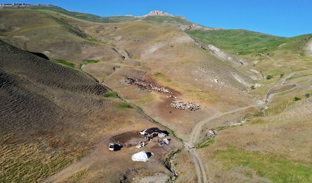 Ağrı'da yaylaları şenlendiren koyunların sağımını erkekler yapıyor