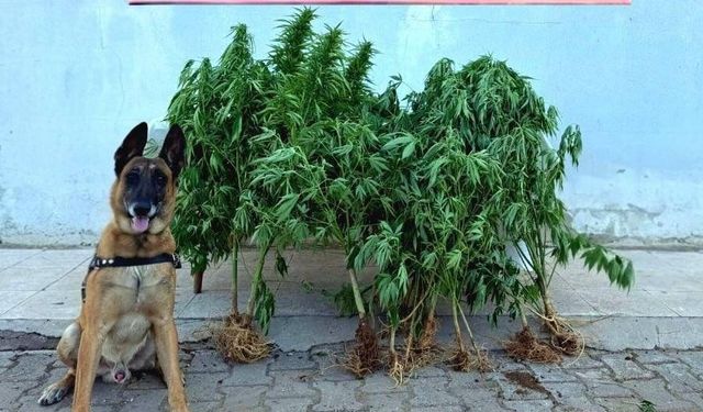 Elazığ'da uyuşturucu operasyonunda 1 şüpheli yakalandı