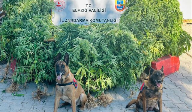 Elazığ'da uyuşturucu operasyonunda Hint keneviri ile esrar ele geçirildi