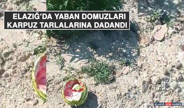 Elazığ’da Yaban Domuzları Karpuz Tarlalarına Dadandı