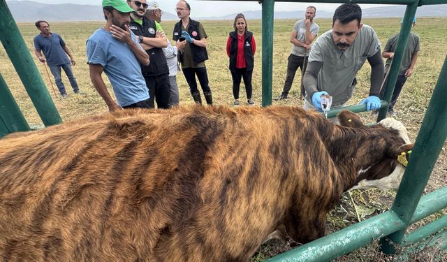 Ardahan'da 367 bin büyükbaş hayvanın yüzde 70'ine şap aşısı yapıldı