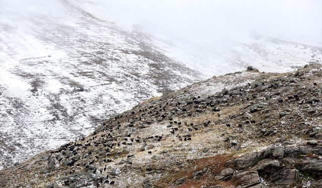 Ardahan'da küçükbaş hayvan sürüleri kar yağışına hazırlıksız yakalandı