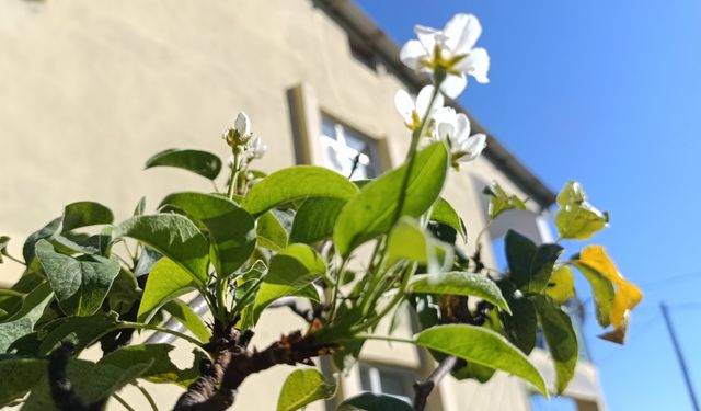 Tunceli'de armut ağaçları sonbaharda çiçek açtı