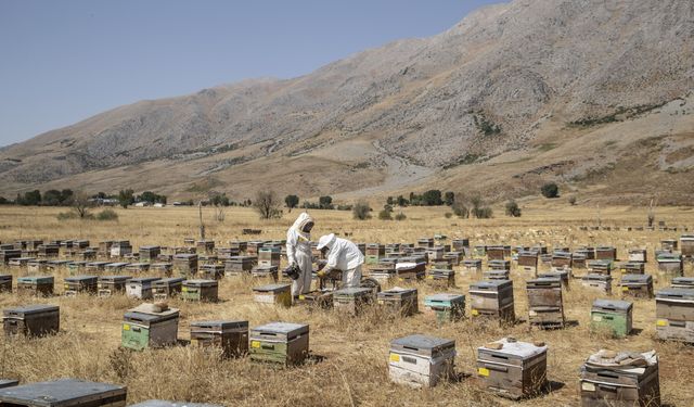 Zengin floraya sahip Munzur yaylalarında üretilen bal emekle hasat ediliyor