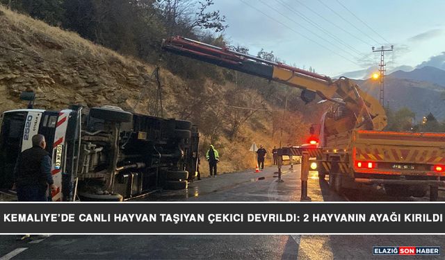 Kemaliye’de Canlı Hayvan Taşıyan Çekici Devrildi: 2 Hayvanın Ayağı Kırıldı