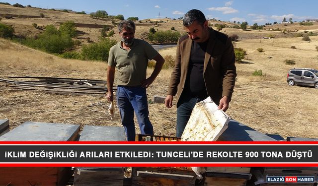 İklim Değişikliği Arıları Etkiledi: Tunceli'de Rekolte 900 Tona Düştü