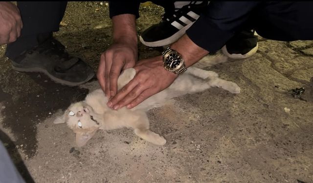 Bingöl’de itfaiye personelinden kediyi kurtarmak için kalp masajı