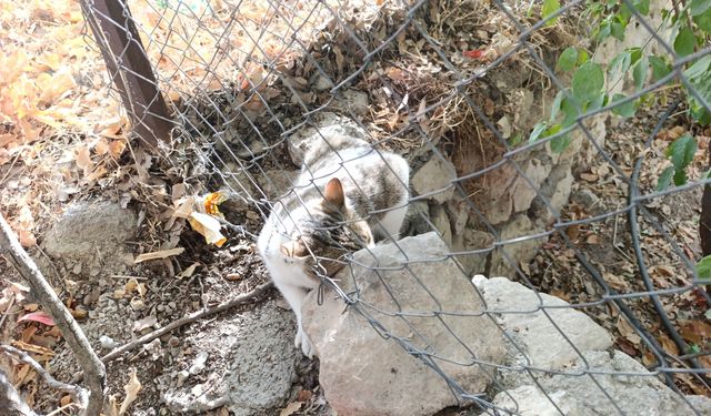 Çemişgezek'te tellere takılan kedi kurtarıldı