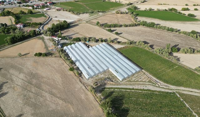 Erzincanlı Zeynep gündüz serada sebze akşam ise salonda sporcu yetiştiriyor